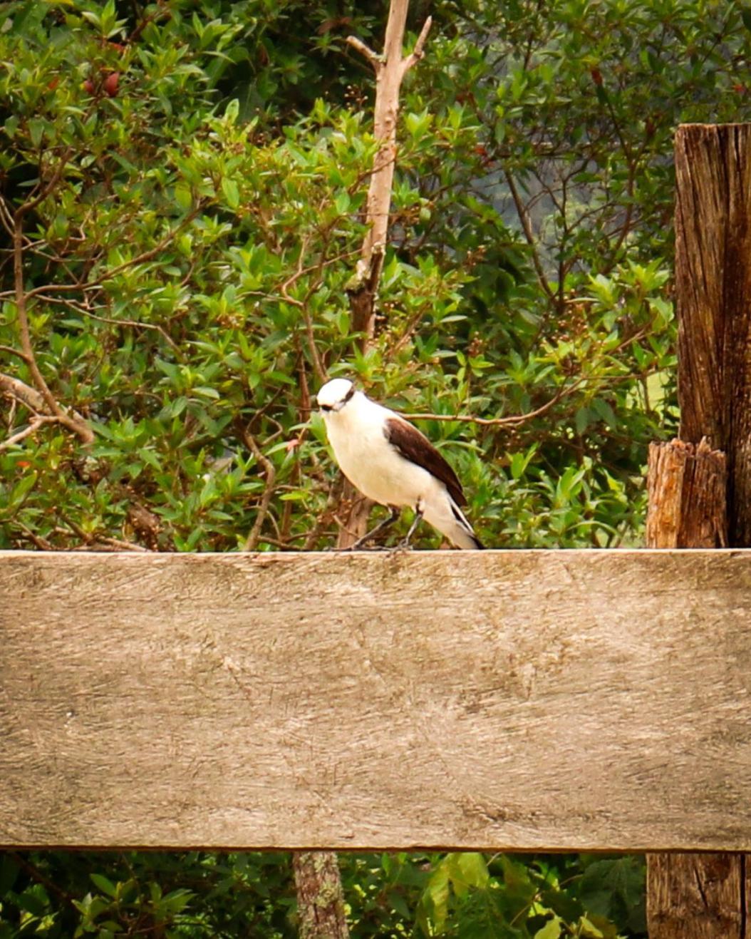 Pousada Velho Chico Vargem Bonita Exterior photo